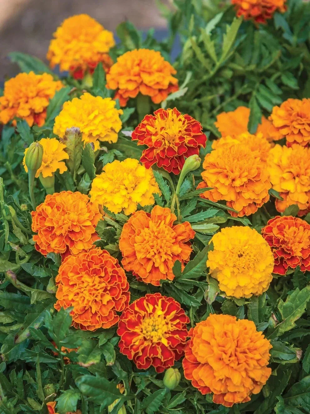 Marigold Seeds - 25+ Count Boy O' Boy Mix - Tagetes erecta - Vibrant Orange & Yellow Flowers for Garden Planting