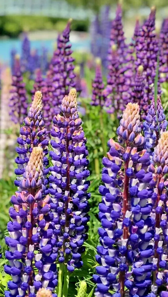 Tall Blue and White Lupine Seeds, 50 Pack, Perennial, Non-GMO, Lupinus polyphyllus, Easy to Grow, USA Grown