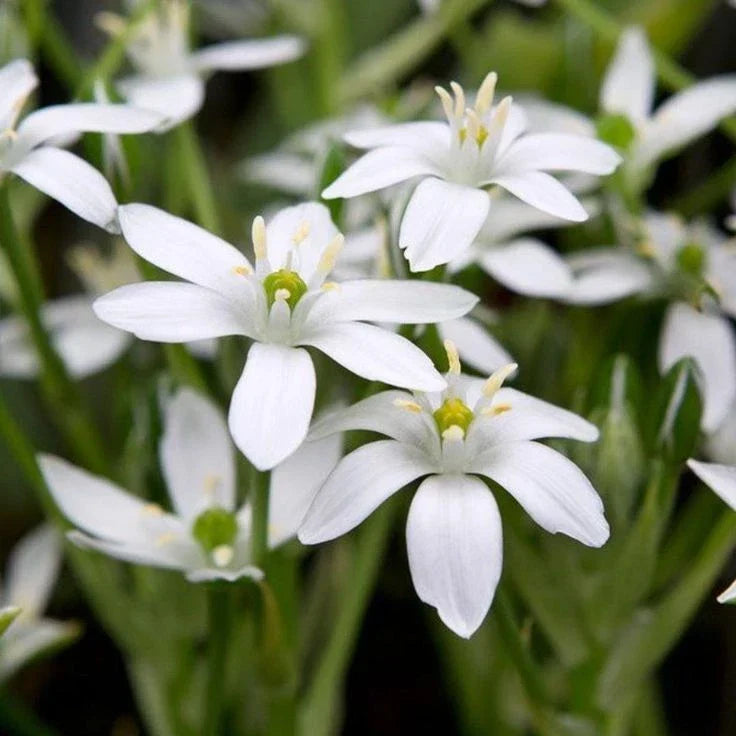 Star of Bethlehem Bulbs | White Star-Shaped Flowers | Ornithogalum Umbetallum | Spring Bloomer for Gardens