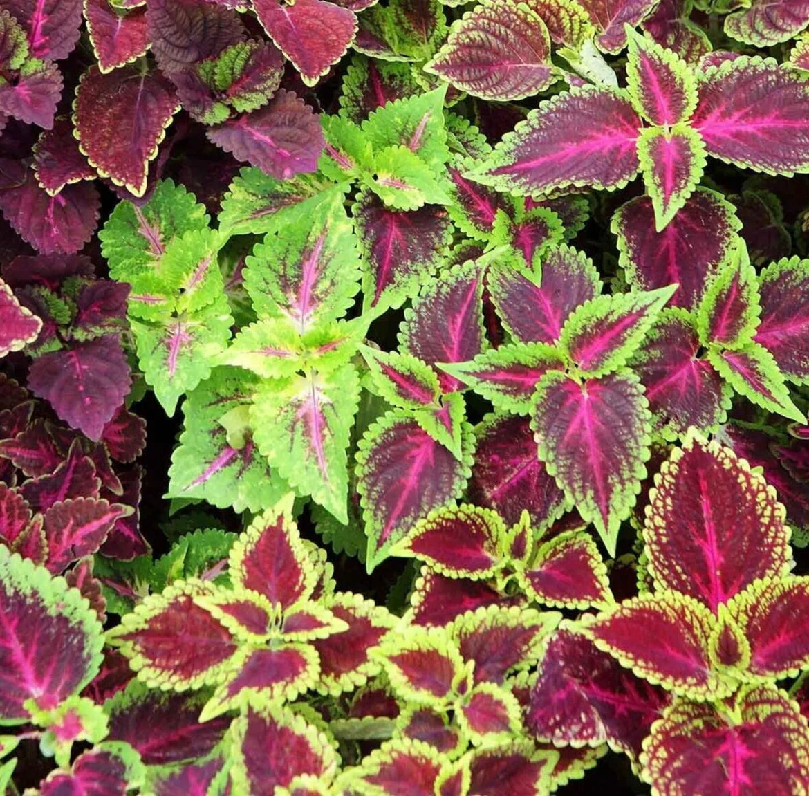 Rainbow Coleus Seeds Mix - 200+ Variegated Floral Strains, Painted Leaves, Coleus blumei, Annual Flower Garden