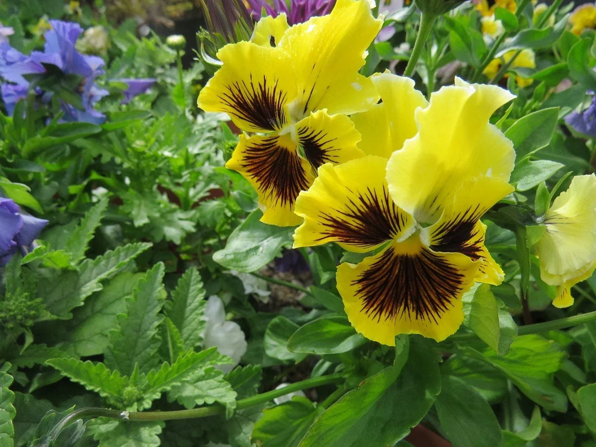 Pansy Seeds 50 Pack Frizzle Sizzle Yellow Viola wittrockiana Non-GMO Garden Planting Flowers