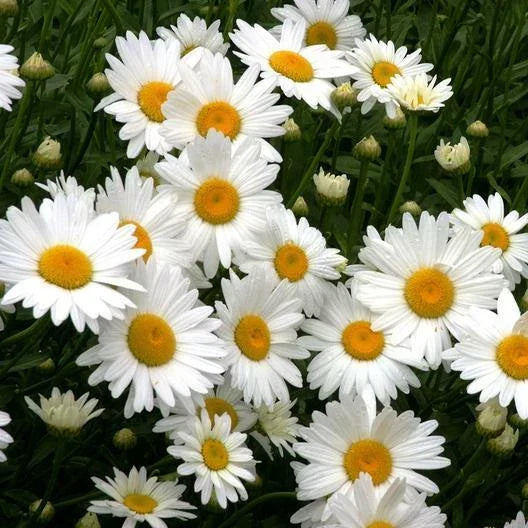 Shasta Daisy Seeds - 500 Non-GMO Heirloom Flower Seeds - Chrysanthemum maximum - Perennial White Blooms for Garden Planting