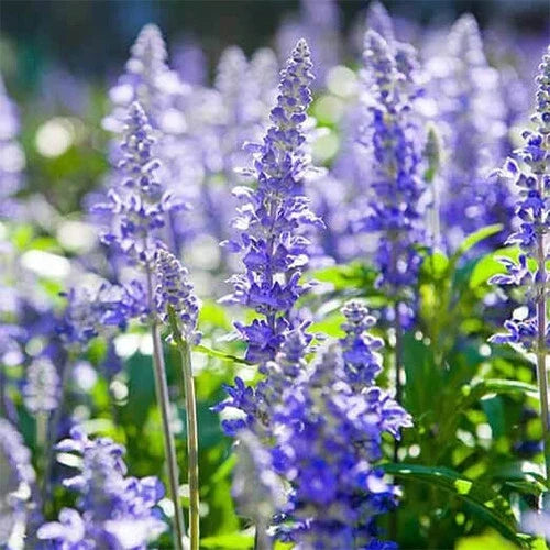 Hyssop Seeds - Heirloom Non-GMO - Blue-Purple Flowers - Hyssopus officinalis - Easy to Grow, Attracts Pollinators