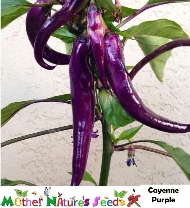 Cayenne Purple Hot Pepper Seeds - 60 Non-GMO Seeds - Capsicum Annuum - 30,000 Scoville Heat Units - Spicy Garden Essential