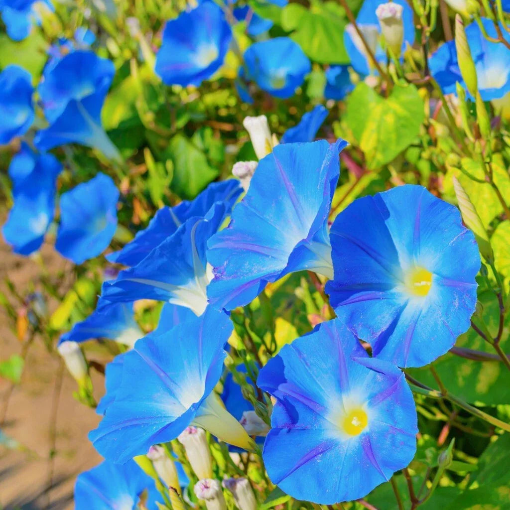 Morning Glory Seeds 30+ Untreated Heavenly Blue Flowers Ipomoea tricolor - Climbing Annual Plant, Perfect for Gardens and Trellises