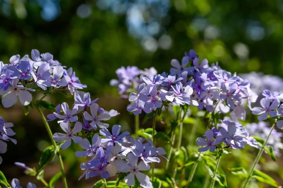 Chattahoochee Phlox Seeds - 100+ Bulk Pack - Vibrant Assorted Colors - Phlox paniculata - USA Grown