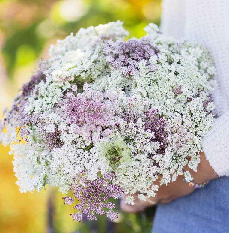 Queen Anne's Lace Seeds - 200 Count - Chocolate Burgundy Variety - Daucus carota - Butterfly Host Plant