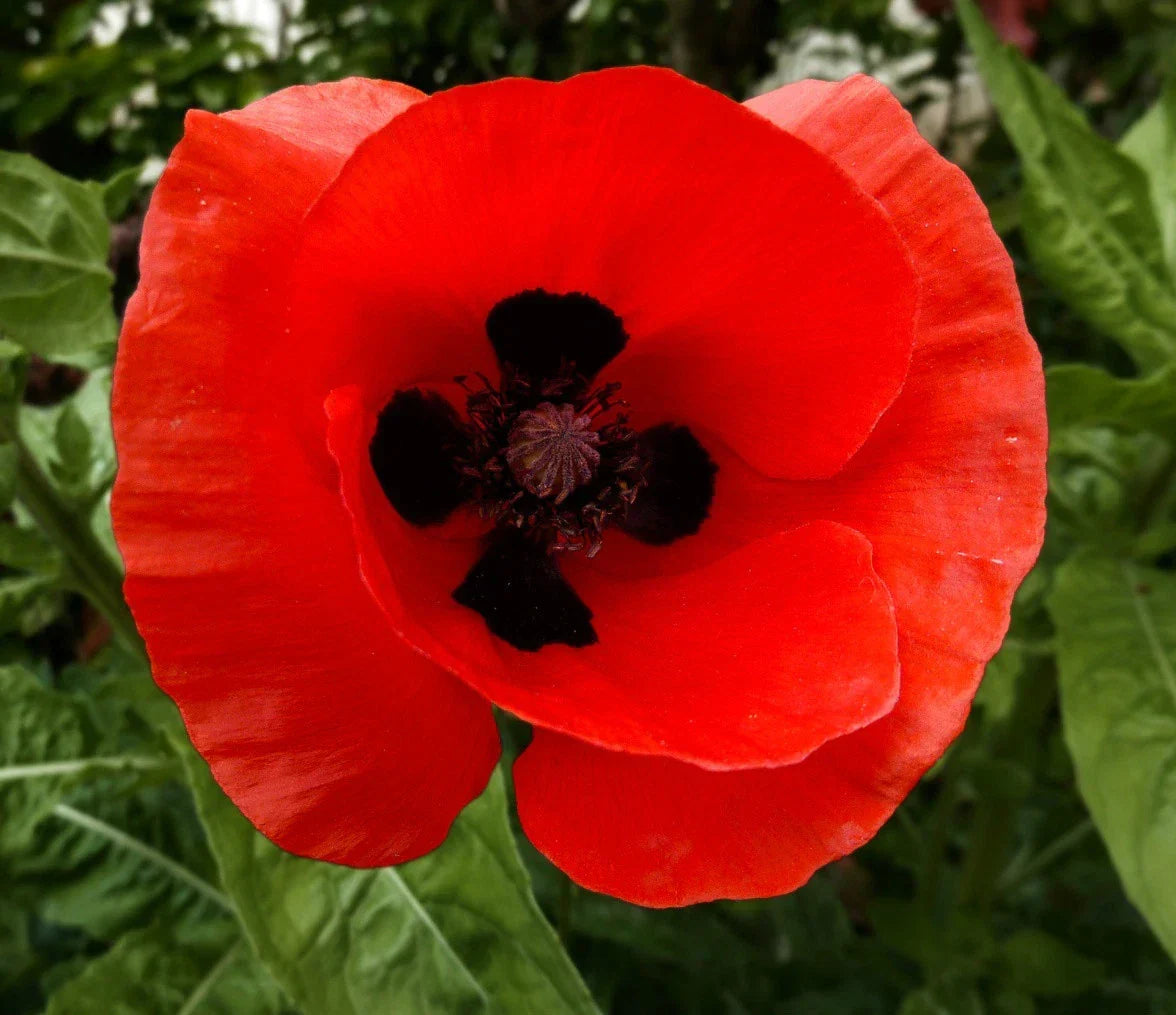 Corn Poppy Seeds - Red with Black Center - Papaver rhoeas - Non-GMO Annual Flower Seeds for Garden Planting - Packet of 200 Seeds