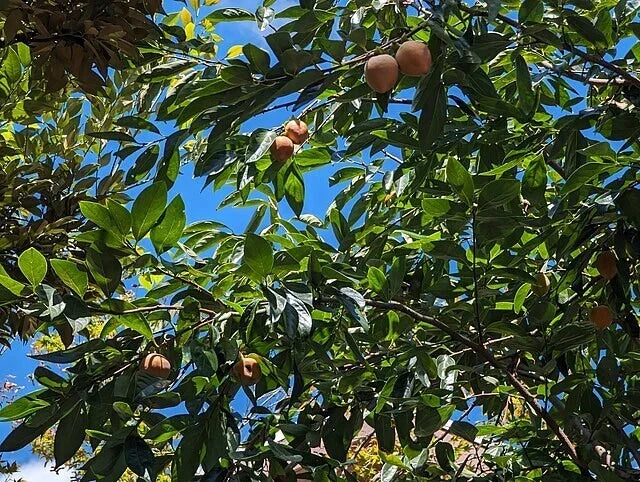 Japanese Persimmon Seeds - Edible Fruit Variety, Diospyros lotus & Diospyros kaki - Ornamental Foliage, 10 Seeds per Pack