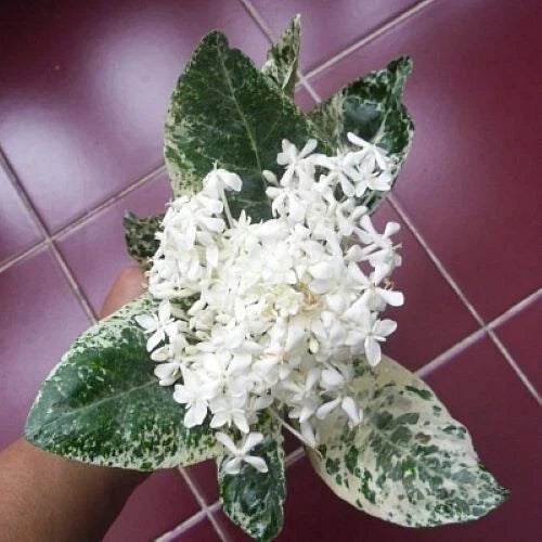 Thai Snow Ixora Rooted Starter Plant, Variegated White Flowers, Ixora 'Thai Snow', Indoor/Outdoor Gardening, 4-inch Pot