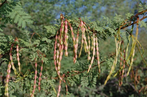 Acacia Constricta Tree Seeds - 30 Seeds - White Thorn Whitethorn - Drought-Tolerant Native Plant for Xeriscaping