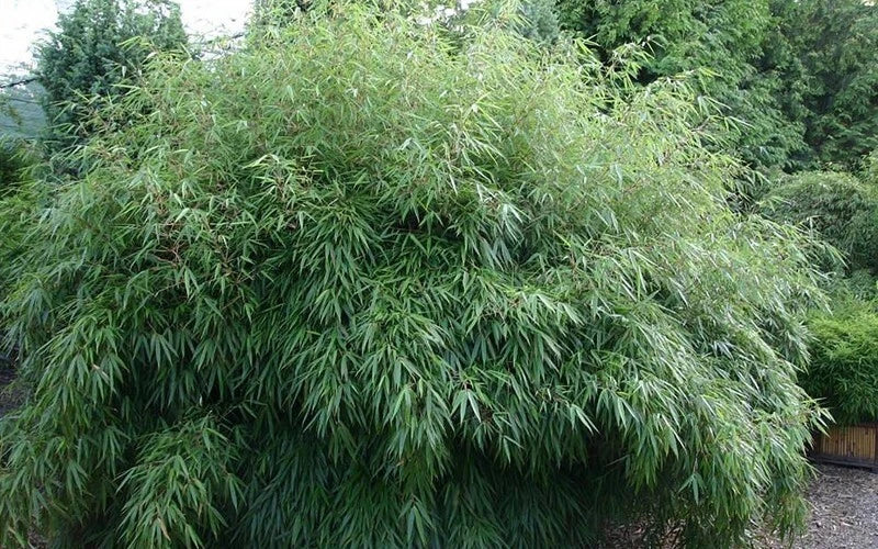 50 Bamboo Seeds - Dragon Head Clumping Privacy Plant - Bambusa balcooa - Shade Screen for Garden and Landscaping