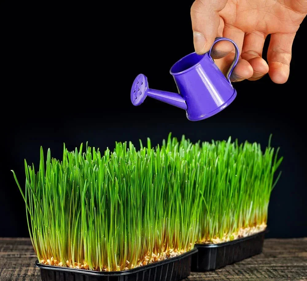 Wheat Microgreens Seeds 5 Pounds - Organic Triticum aestivum for Germination - High Germination Rate, Nutrient-Rich Greens