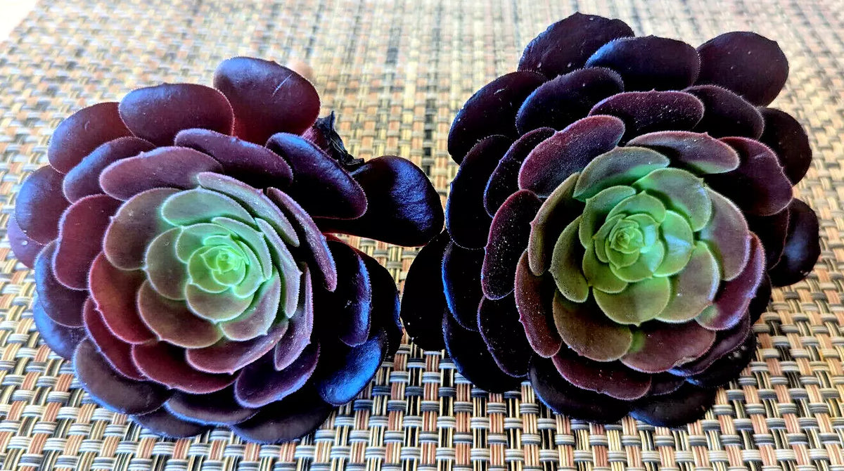Aeonium "Black Rose" Cuttings - 3" Diameter - 2 Pack - Succulent Plant - Aeonium arboreum 'Zwartkop' - Indoor/Outdoor Decor