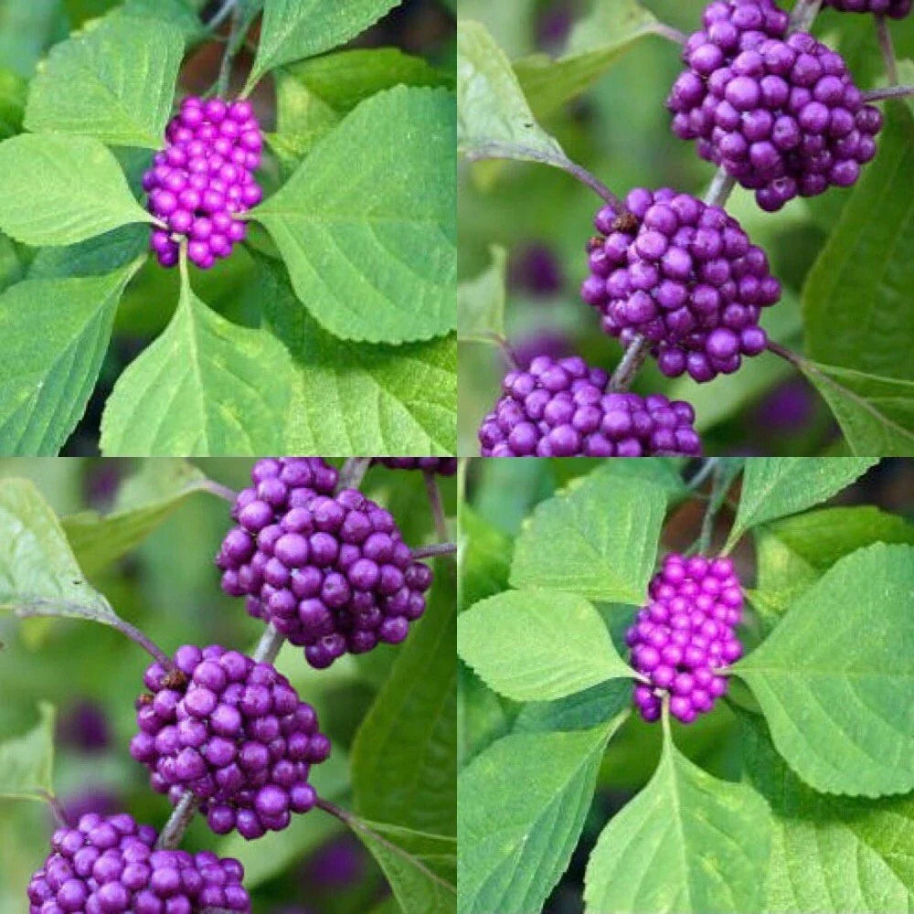 American Beautyberry Live Plants - 3 Pack - Edible Purple Berries - Callicarpa americana - Low-Maintenance Garden Shrubs