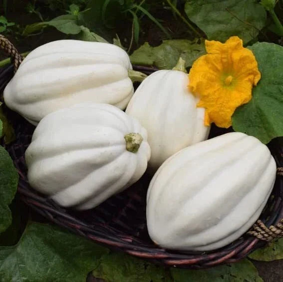 Mashed Potato Squash Seeds 10 Count - Exotic White Variety - Cucurbita pepo - Gourmet Vegetable Seeds for Home Gardening