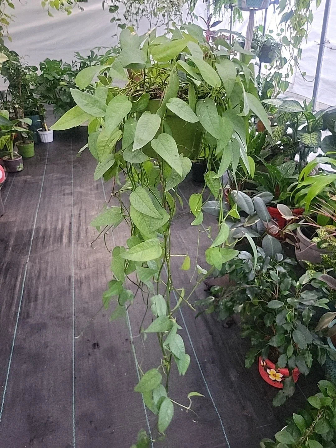 Cebu Blue Pothos Plant - Live Well-Rooted Indoor Houseplant - Epipremnum Pinnatum - Easy Care Silvery-Blue Foliage