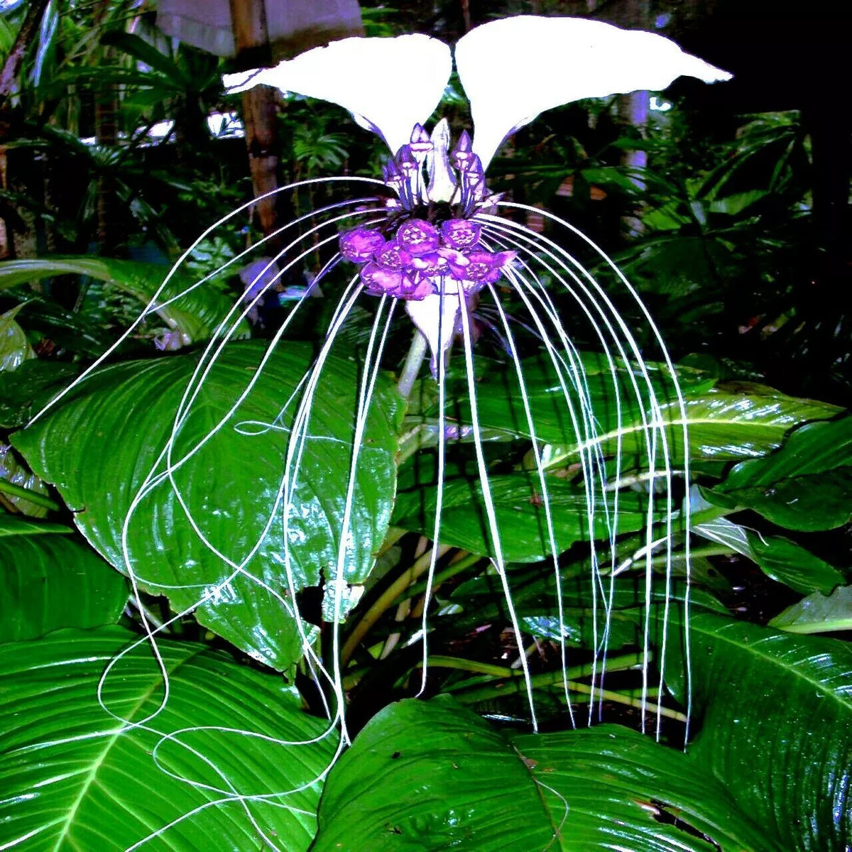 White Bat Orchid Seeds - 10 Pack - Tacca Integrifolia - Exotic Indoor Tropical Plant Seeds for Unique Gardening