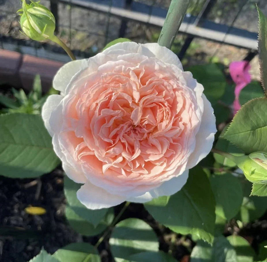 Unrooted Rose Cuttings 3 Stems Parfuma Bliss Soft Pink Rosa 'Parfuma Bliss' for Grafting and Rooting