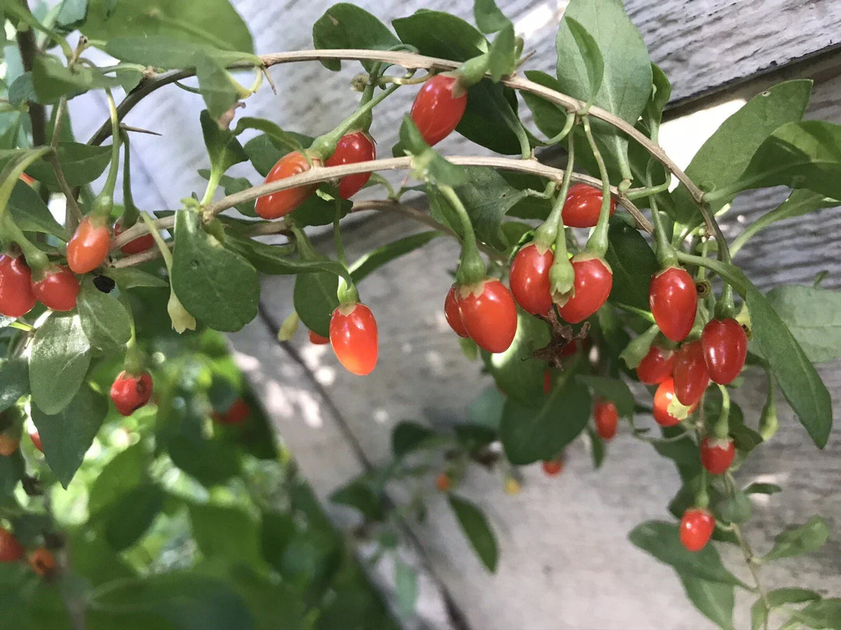 Goji Berry Bare Root Live Plant - 3 Roots, Superfood Variety, Lycium barbarum, 4”-8” Long, Ideal for Home Gardening