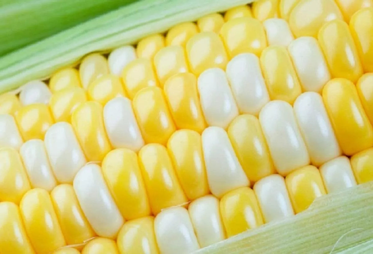 Ambrosia Sweet Corn Seeds - 250 Count Heirloom - Zea mays - Deliciously Sweet Yellow & White Kernels for Home Gardening