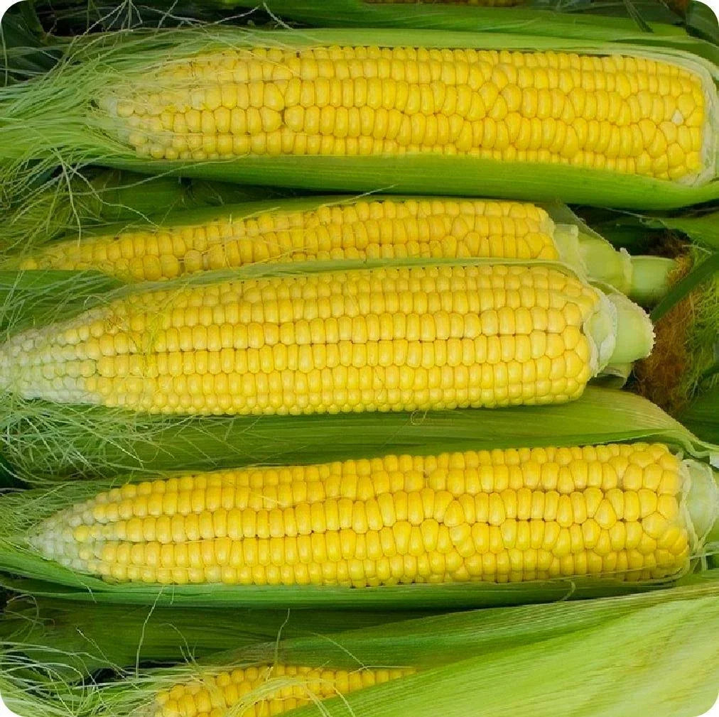 Early Golden Bantam Corn Seeds 25 Ct Heirloom Yellow Sweet Vegetable Zea mays - Non-GMO, Perfect for Home Gardens