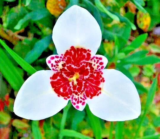 Tigridia Bulbs 5-Pack Purple Tiger Flower Tigridia pavonia Lilacea Perennial Plant for Garden Borders & Containers