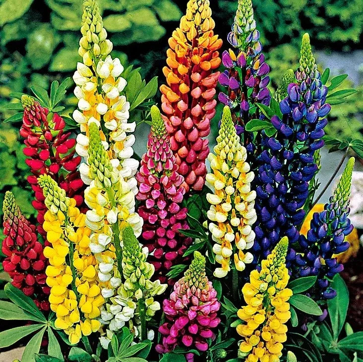 Russell Lupine Seeds - 100+ Mixed Colors Perennial - Hummingbird & Bee Friendly - Lupinus polyphyllus