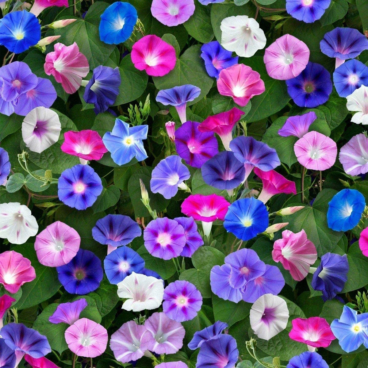 Mixed Morning Glory Flower Seeds - 250 Count - Colorful Climbing Vine - Ipomoea tricolor - Easy to Grow, Attracts Butterflies