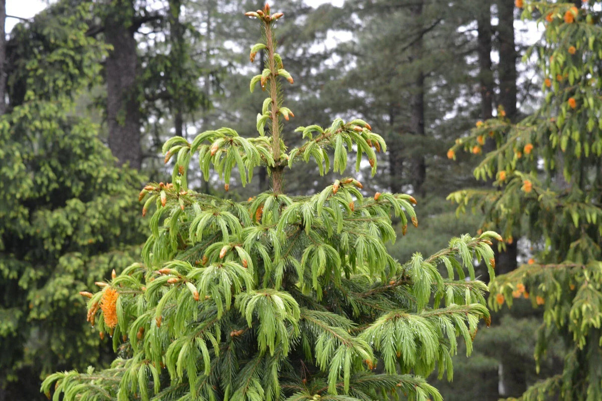 Morinda Spruce Seeds - 30 Seeds of Himalayan Spruce (Picea smithiana) for Gardening and Landscaping