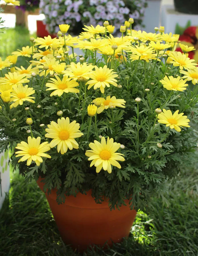 Marguerite Daisy Seeds - 120 Yellow Butterfly Seeds - Leucanthemum vulgare - Easy to Grow, Attracts Pollinators