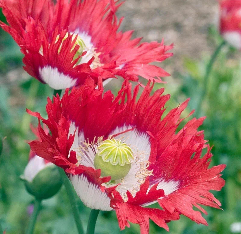 Danish Flag Poppy Seeds - 200+ Count - Papaver Rhoeas - Non-GMO Flower Seeds for Garden Planting - USA