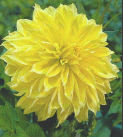 Dahlia Bulb Tuber 12" Yellow Dinnerplate Kelvin Floodlight Dahlia Hybrid - Full Sun, Deer Resistant
