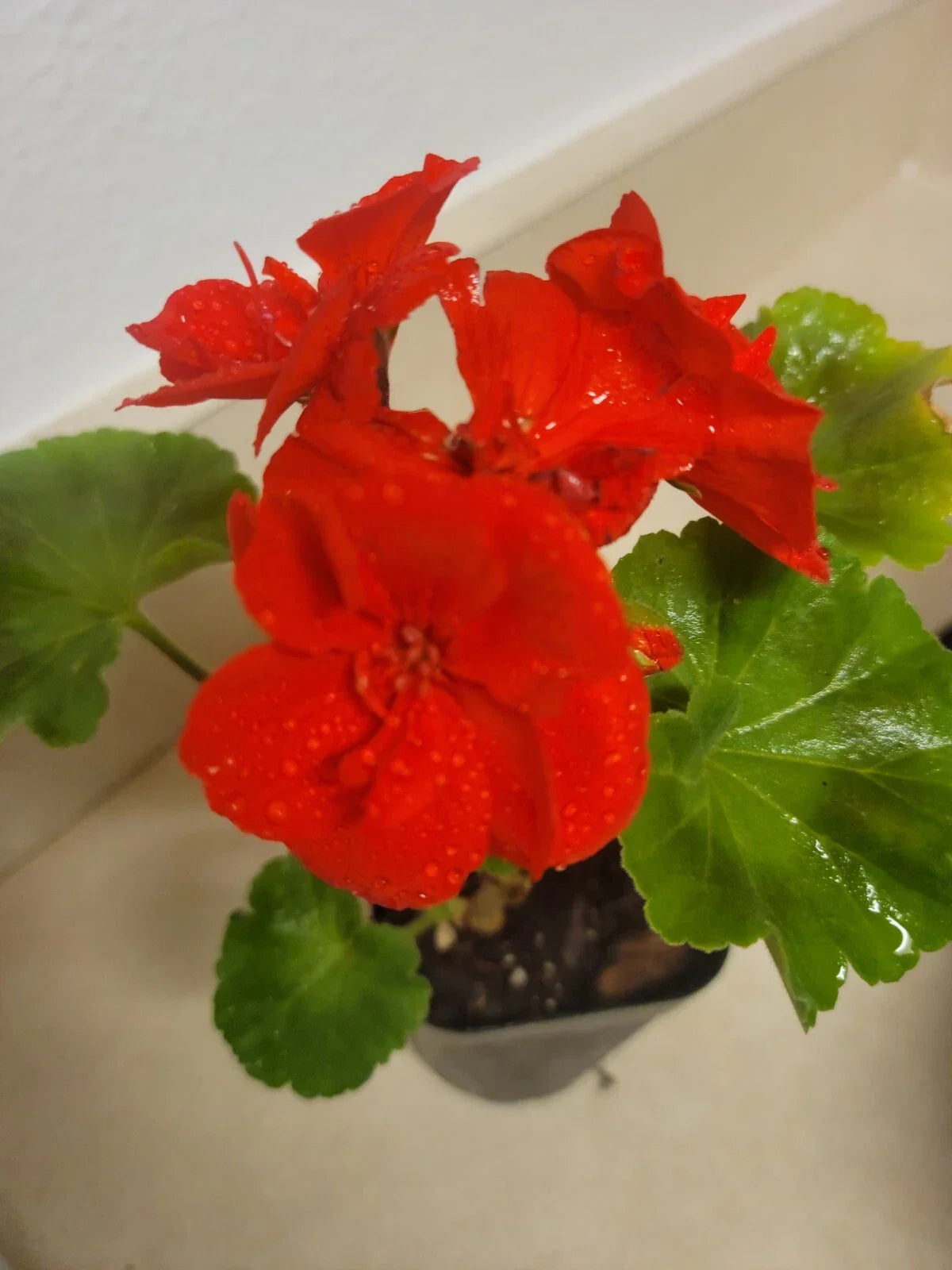 Live Rooted Geranium Plant 1" Dark Red Pelargonium Fragrant Flowering Houseplant - Pelargonium × hortorum