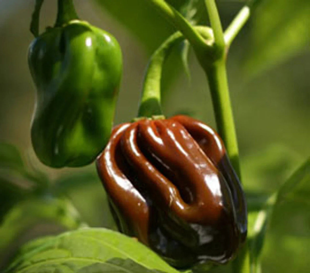 Chocolate Habanero Pepper Seeds - Jamaican Jerk Variety, Extremely Hot, Capsicum chinense, Ideal for Spicy Dishes, Free Shipping