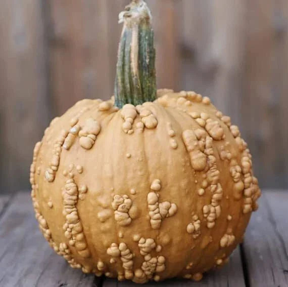 Grizzly Bear Pumpkin Seeds, 10 Seeds, Rare Brown Warty Fruit, Cucurbita pepo for Planting in Garden