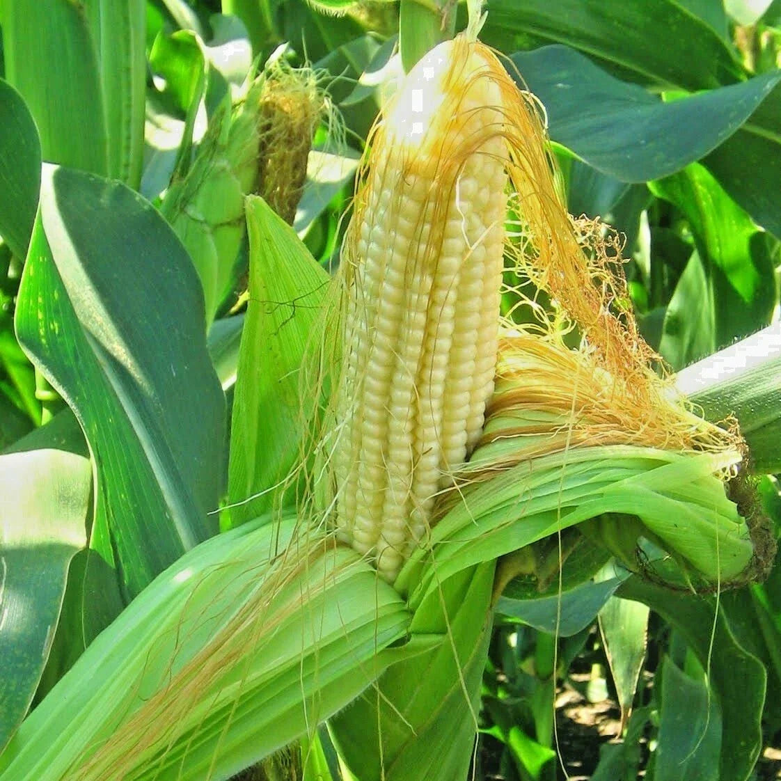 Bantam Sweet Corn Seeds - Organic Non-Hybrid Heirloom - Zea mays - 60+ Seeds for Home Gardening