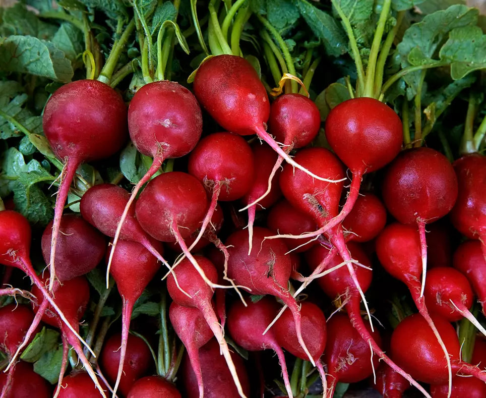 Radish Seeds 200+ Count - Early Scarlet Globe - Non-GMO Heirloom Vegetable - Raphanus sativus for Home Gardening