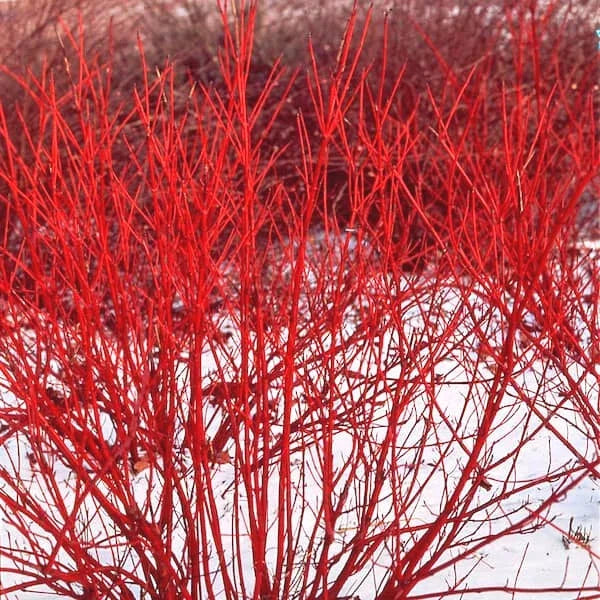 Red Twig Dogwood Live Plant 8-16" Bareroot Cornus sericea - Fast-Growing Shrub with Striking Red Stems for Landscape