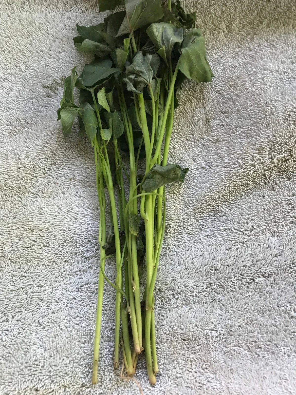 Beauregard Sweet Potato Slips - 20 Live Cuttings for Planting - Ipomoea batatas - High-Yielding, Non-GMO Variety