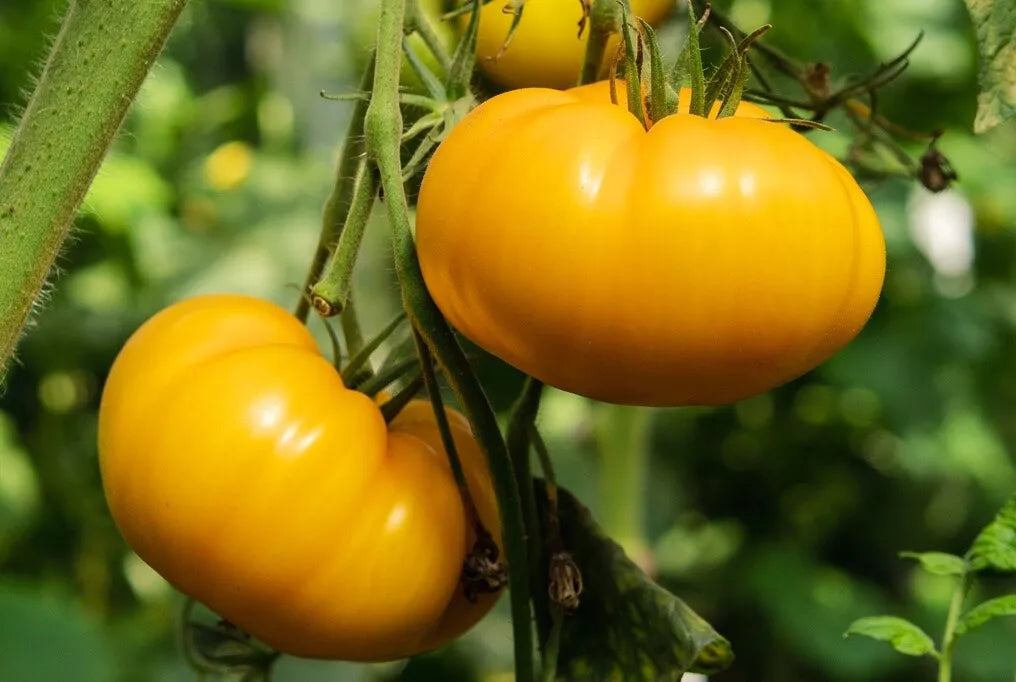 Kellogg's Breakfast Tomato Seeds, 25 Pack, Heirloom Orange Beefsteak, Non-GMO, Solanum lycopersicum Garden Seeds