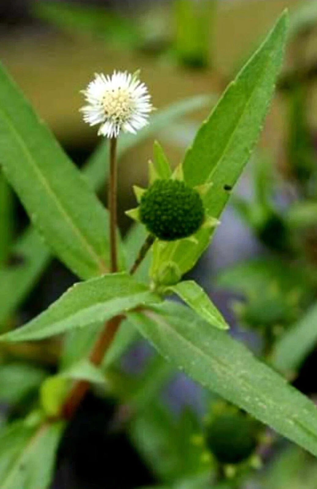 Eclipta Prostrata Seeds - 200+ Organic Yerba de Tago Herb, Non-GMO, Bhringaraj, USA, Exp. 05/2025 for Gardening