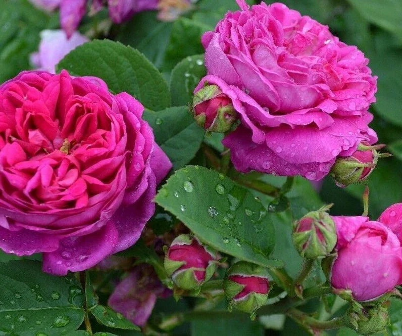 Scarlet Rose Bush Seeds, 100 Heirloom Seeds, Vibrant Red Flowers, Rosa spp. - Summer Blooming Garden Plants