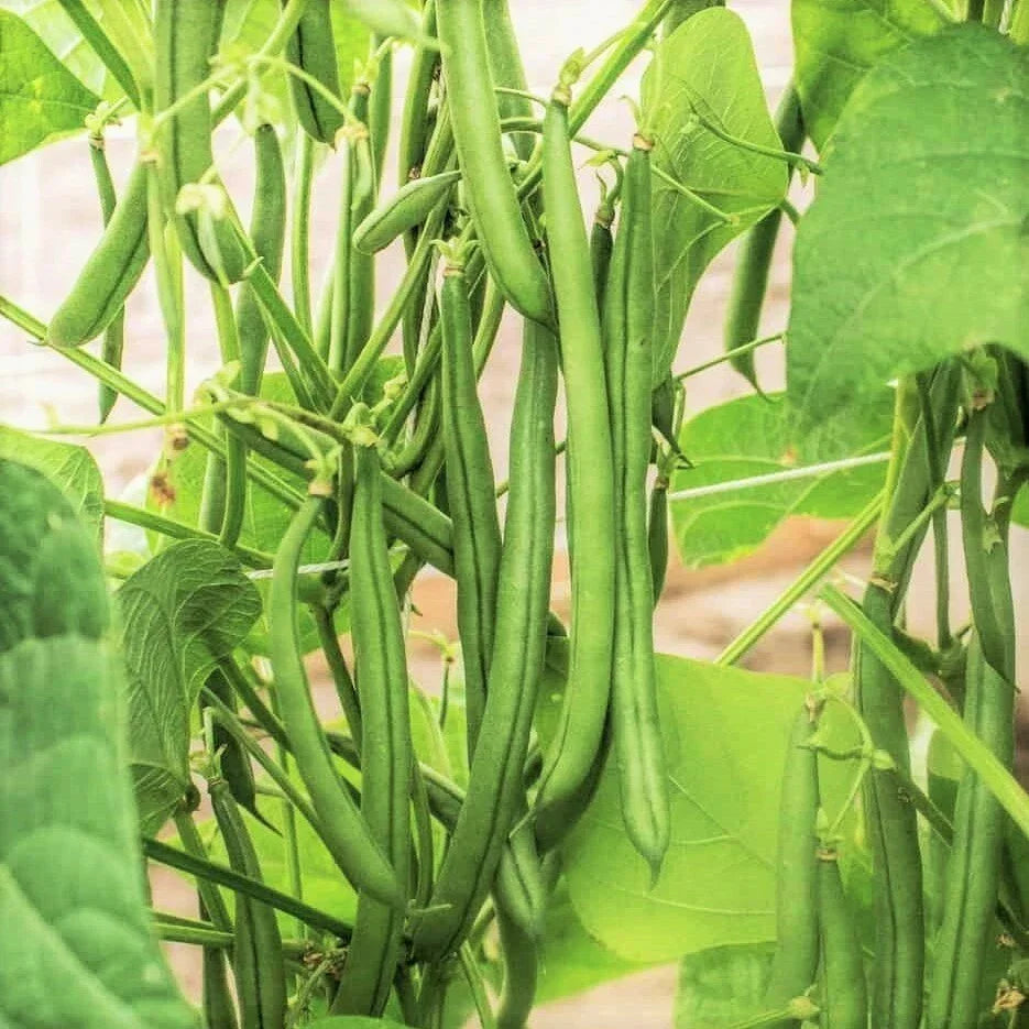 Bulk Green Bean Seeds | 1000 Count | Blue Lake FM1K | Phaseolus vulgaris | Non-GMO Pole Beans for Home Gardening