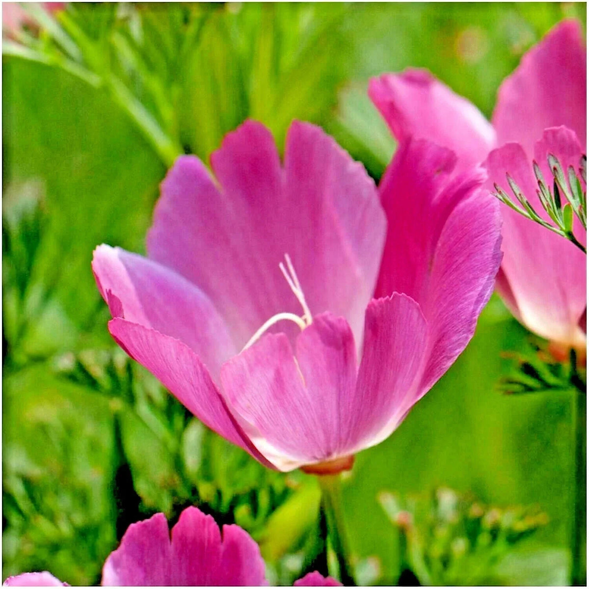 Purple Gleam California Poppy Seeds - 501+ Count - Eschscholzia californica - Native Wildflower for Drought-Tolerant Gardens