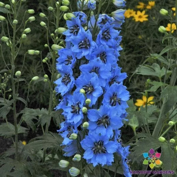 Moonlight Blues Delphinium Seeds - 200+ Pack - Vibrant Blue Flowers - Delphinium elatum - USA Grown for Garden Planting