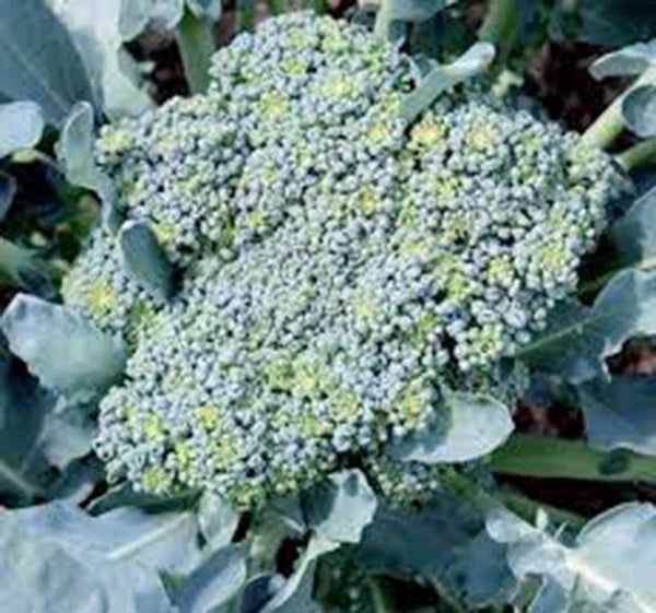 Broccoli Seeds - 25+ Heirloom Green Sprouting Calabrese - Non-GMO Brassica oleracea var. italica for Home Gardening