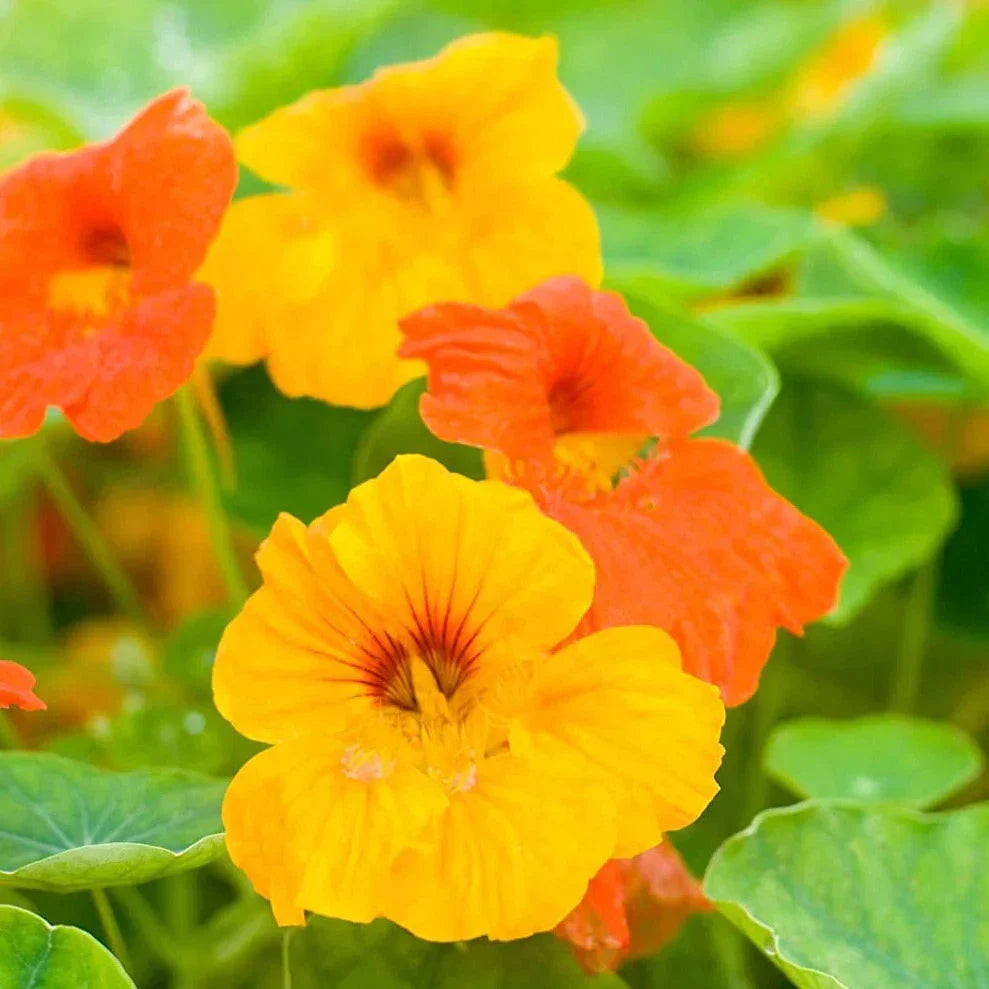 Dwarf Jewel Mix Nasturtium Seeds - Tropical Garden Variety - Tropaeolum majus - USA Grown for 2025 Planting