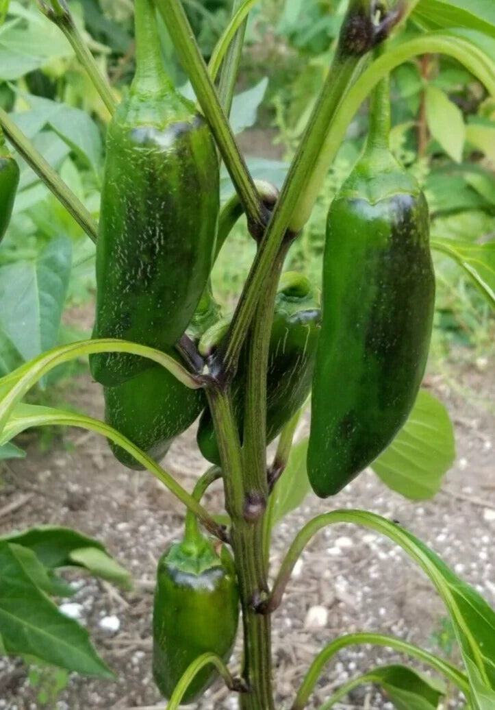 Early Jalapeno Pepper Seeds - 25 Premium Seeds - Capsicum annuum - Non-GMO, High Germination, Ideal for Container Gardening