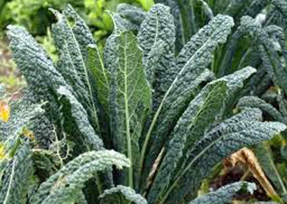 Kale Seeds 200 Non-GMO Premier Variety Brassica oleracea for Salads Cooking Gardening